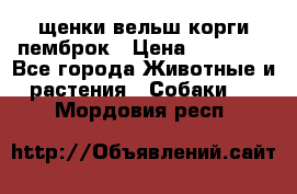 щенки вельш корги пемброк › Цена ­ 50 000 - Все города Животные и растения » Собаки   . Мордовия респ.
